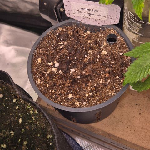 🌈 Zkittles auto🌈 growlog photo: Nada