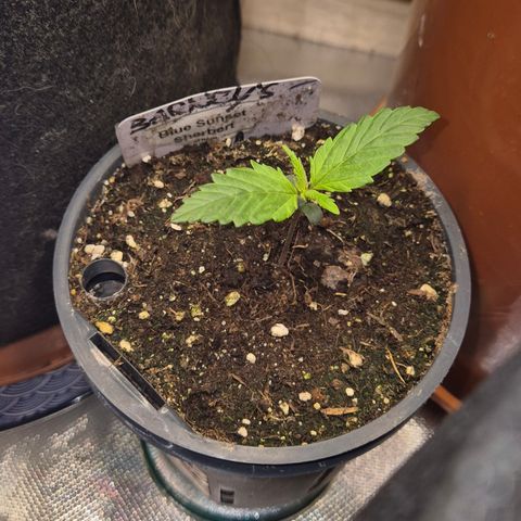 🌅Sherbi photo, blue sunset sherbert, Barneys farm  growlog timeline photo