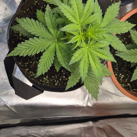 Runtzi Auto ♥️ Barney's Farm  growlog timeline photo