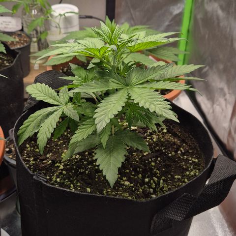 Runtzi Auto ♥️ Barney's Farm  growlog timeline photo