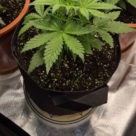 Runtzi Auto ♥️ Barney's Farm  growlog timeline photo