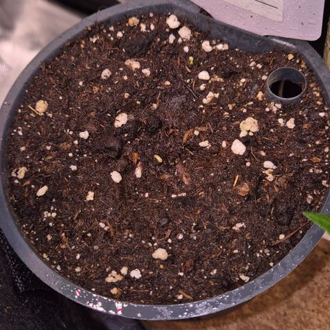 🌈 Zkittles auto🌈 growlog photo: 🤩🤩🤩🤩🤩 tadaaaa!