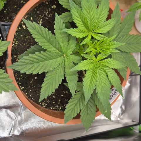 Mimosa evo Photo ♥️ Barney's Farm  growlog timeline photo