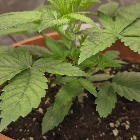 Mimosa evo Photo ♥️ Barney's Farm  growlog timeline photo