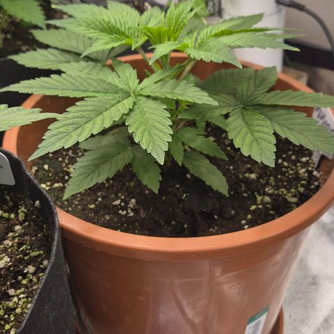 Mimosa evo Photo ♥️ Barney's Farm  growlog timeline photo