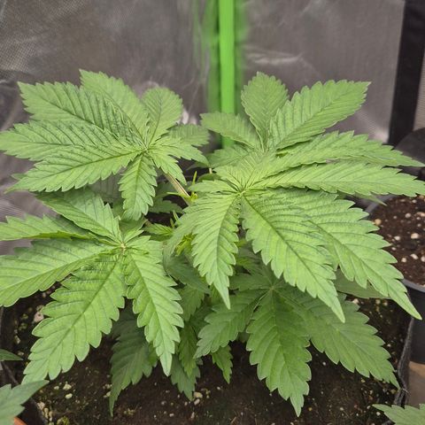 🍍Anna  #1 amnesia lemon  growlog timeline photo