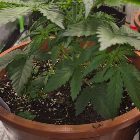 DieAnnas  #2 amnesia lemon/ungedämmter Dachboden growlog timeline photo