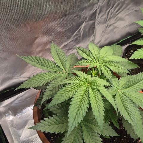 DieAnnas  #2 amnesia lemon/ungedämmter Dachboden growlog timeline photo