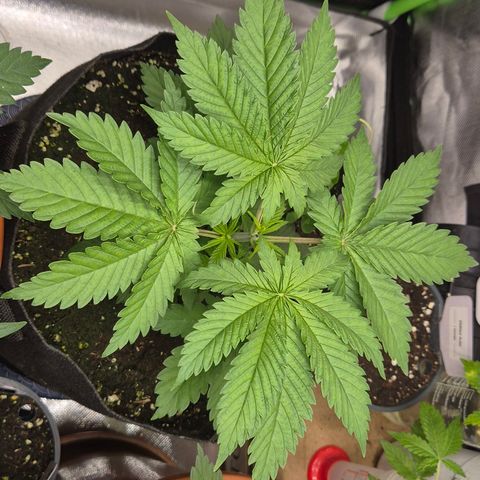 🍍Anna  #1 amnesia lemon  growlog timeline photo