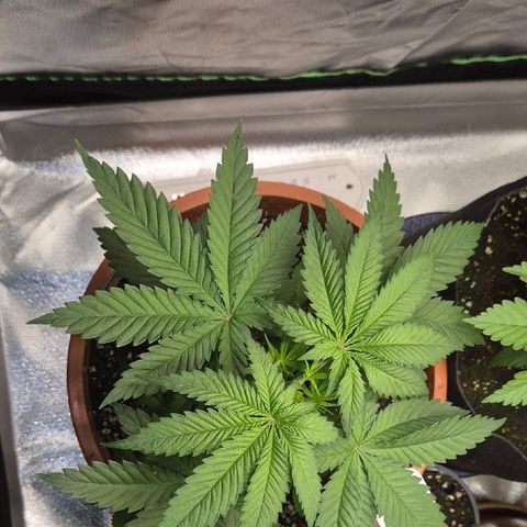 DieAnnas  #2 amnesia lemon/ungedämmter Dachboden growlog timeline photo
