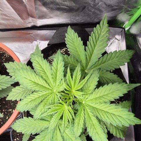 Runtzi Auto ♥️ Barney's Farm  growlog timeline photo