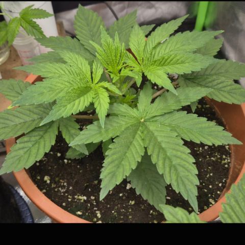 Mimosa evo Photo ♥️ Barney's Farm  growlog timeline photo