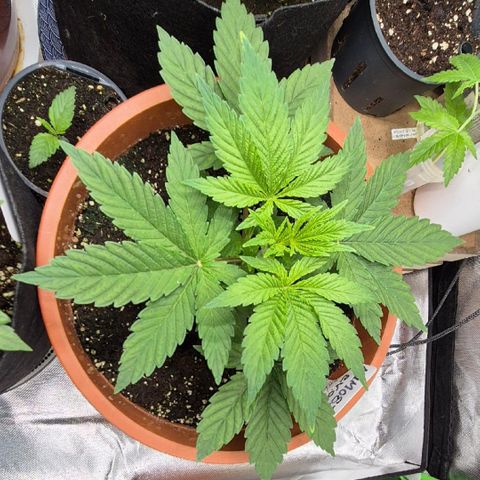 Mimosa evo Photo ♥️ Barney's Farm  growlog timeline photo