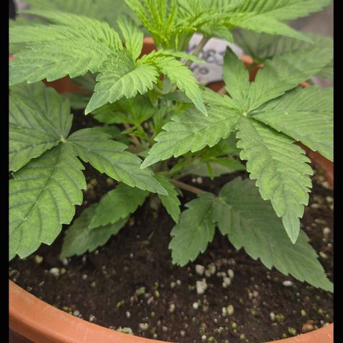 Mimosa evo Photo ♥️ Barney's Farm  growlog timeline photo