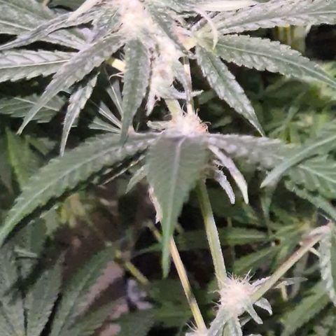 Strawberry Marshmallow growlog timeline photo
