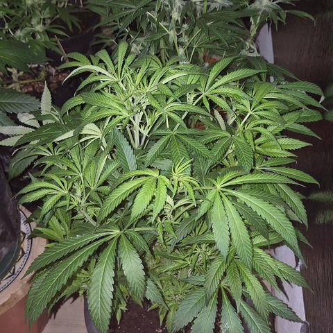 Karli - SHISKABERRY (auto) growlog timeline photo