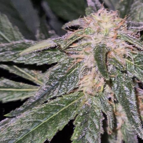 Strawberry Marshmallow growlog timeline photo