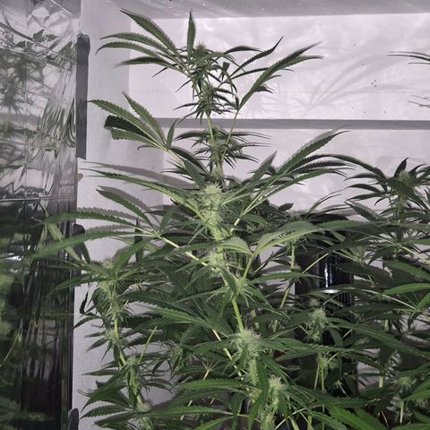 Puple punch  6 growlog timeline photo
