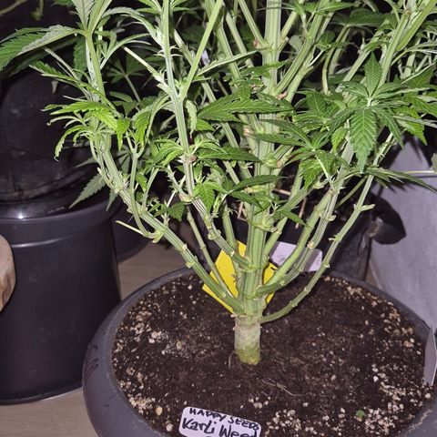 Karli - SHISKABERRY (auto) growlog timeline photo
