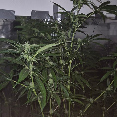 7 Punchi PURPLE PUNCH (photo) growlog timeline photo