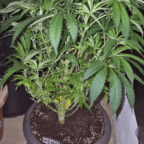 Karli - SHISKABERRY (auto) growlog timeline photo