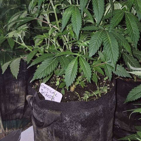 Kushi 😶‍🌫️(rest n. Teilernte/ critical kush, 9.1.24 🎁, Kümmerling) growlog timeline photo