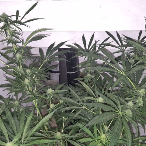 Puple punch  6 growlog timeline photo