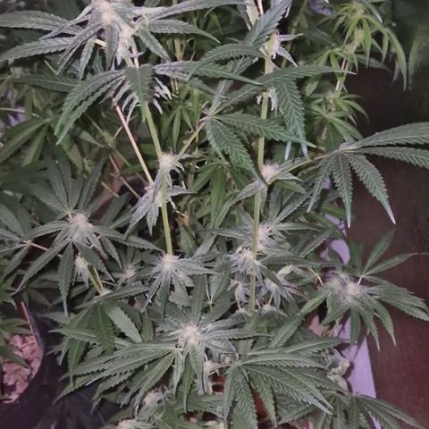 Strawberry Marshmallow growlog timeline photo