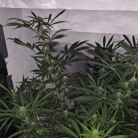 Puple punch  6 growlog timeline photo