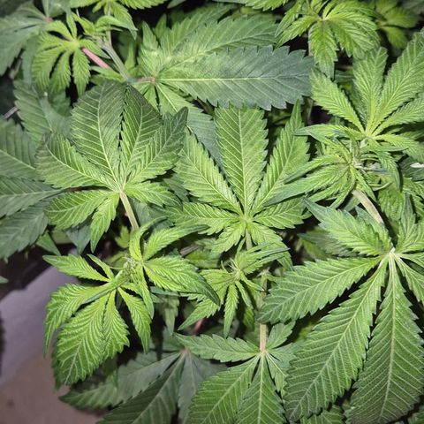 Kushi 😶‍🌫️(rest n. Teilernte/ critical kush, 9.1.24 🎁, Kümmerling) growlog timeline photo