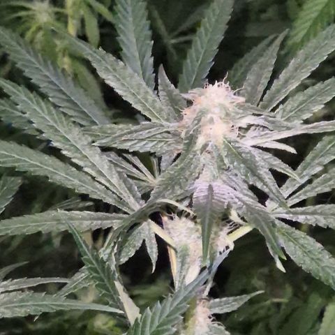 Strawberry Marshmallow growlog timeline photo