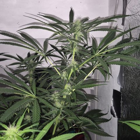 Puple punch  6 growlog timeline photo