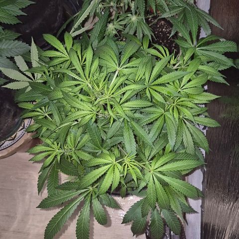 Karli - SHISKABERRY (auto) growlog timeline photo