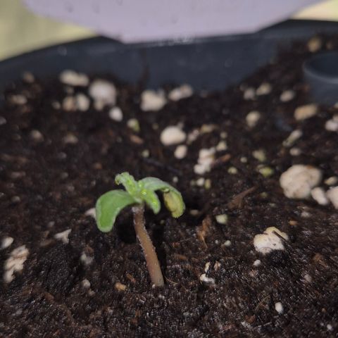 🌈 Zkittles auto🌈 growlog timeline photo