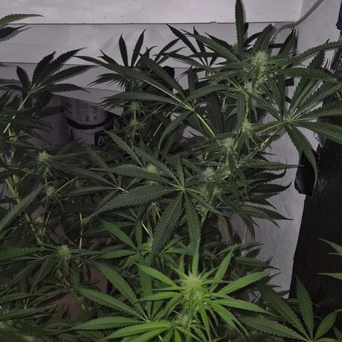 Puple punch  6 growlog timeline photo