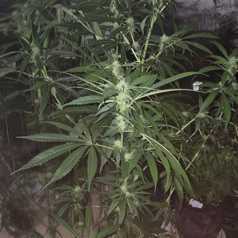 7 Punchi PURPLE PUNCH (photo) growlog timeline photo