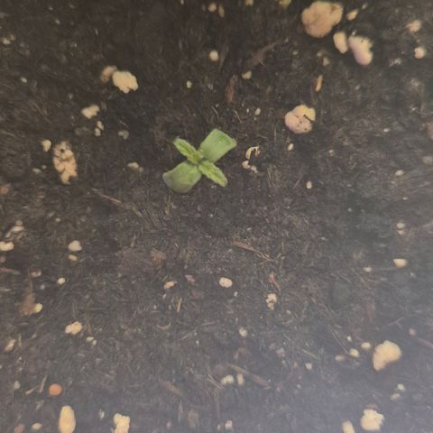 🌈 Zkittles auto🌈 growlog timeline photo