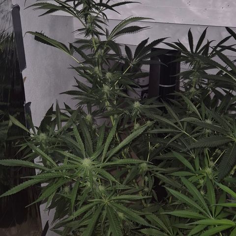 Puple punch  6 growlog timeline photo