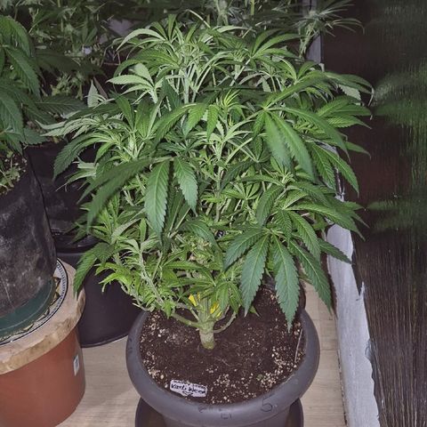 Karli - SHISKABERRY (auto) growlog timeline photo