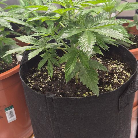Runtzi Auto ♥️ Barney's Farm  growlog timeline photo
