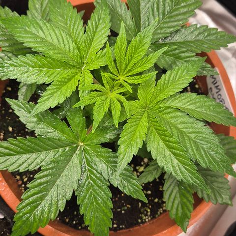 Mimosa evo Photo ♥️ Barney's Farm  growlog timeline photo