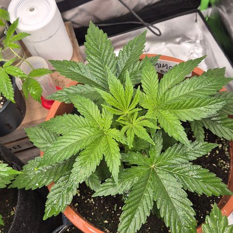Mimosa evo Photo ♥️ Barney's Farm  growlog timeline photo
