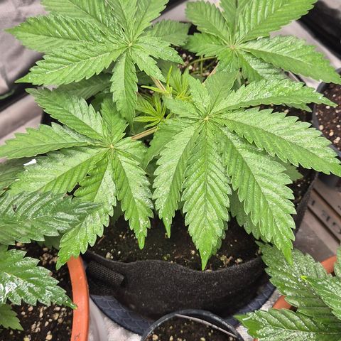 🍍Anna  #1 amnesia lemon  growlog timeline photo