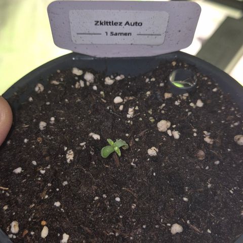 🌈 Zkittles auto🌈 growlog timeline photo