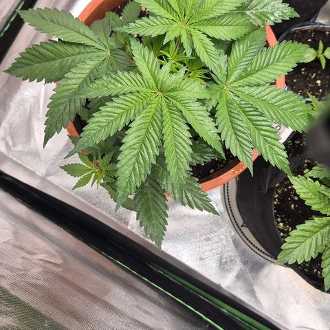 DieAnnas  #2 amnesia lemon/ungedämmter Dachboden growlog timeline photo