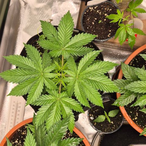 🍍Anna  #1 amnesia lemon  growlog timeline photo