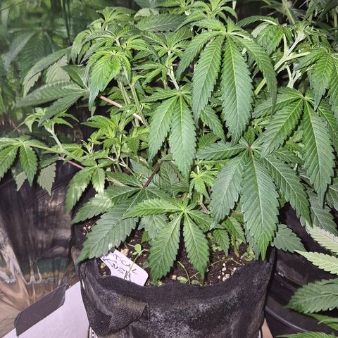 Kushi 😶‍🌫️(rest n. Teilernte/ critical kush, 9.1.24 🎁, Kümmerling) growlog timeline photo