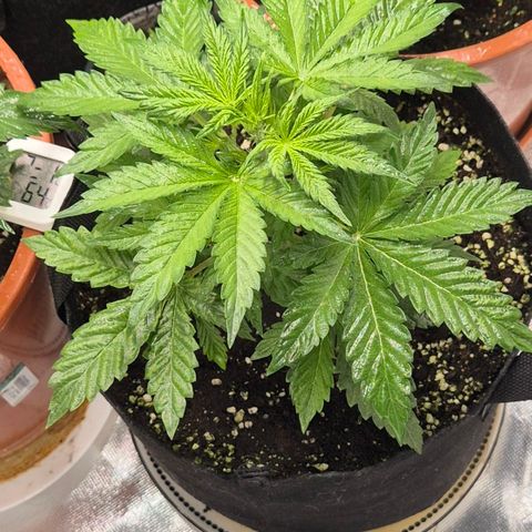 Runtzi Auto ♥️ Barney's Farm  growlog timeline photo