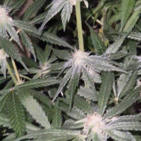 Strawberry Marshmallow growlog timeline photo