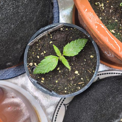 🌅Sherbi photo, blue sunset sherbert, Barneys farm  growlog timeline photo